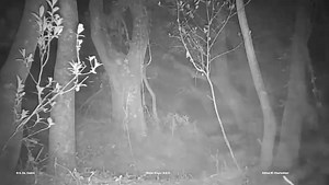 Life @Sisulu_garden - Duiker, Greater cane rat - spooked by honey badger | Walter Sisulu National Botanical Garden South Africa