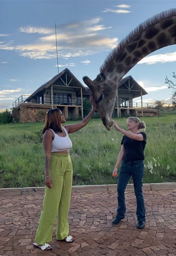 Creative Giraffe-Inspired Art and Design Ideas