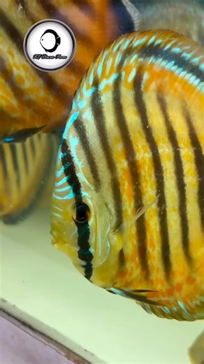 Türkiyeye ilk defa gelecek olan çok özel bir discus jackson keong üretimi yellow wild cross sınırlı sayıda #kalitedenşaşma | Erhan Çifçi