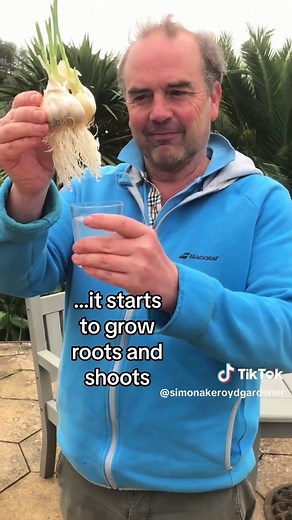 How to Grow Garlic from Supermarket Purchases