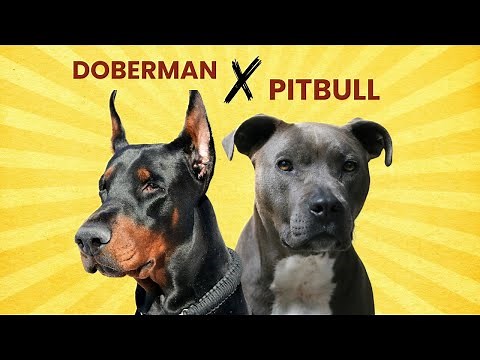 Doberman Pitbull Mix: Strong, Smart, & Loving