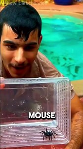 Mouse Spider (Missulena): The Enigmatic Arachnid of Australia!