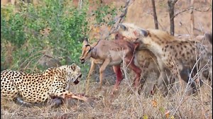 Cheetahs and Hyenas Eat Impala Alive
