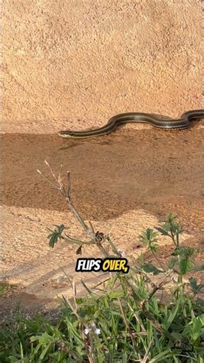 5 Incredible Animal Facts That Sound Totally Fake 😱🦈 | Nature Is Insane #shorts