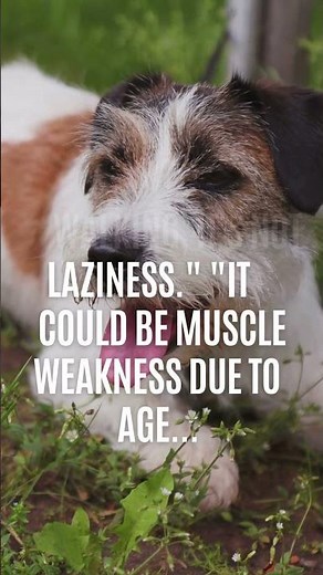 "If your dog drags its hind legs 🚨 it's NOT laziness"