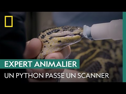 Batterie d'examens pour Cédric, un python de plus de deux mètres