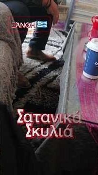 Τα σκυλιά της κόλασης στην Ξάνθη – Τα μάτια τους έκαιγαν… και κάποιος ήξερε γιατί