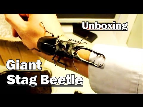 *Unboxing* GIANT STAG BEETLE! - (Prosopocoilus giraffa)