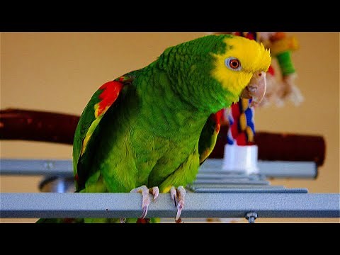 Amazon Parrot Crying because of the Quarantine 😢