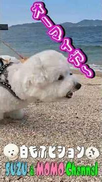 [Original Song] Dog Run in Okayama Prefecture – Bichon Frise Sprinting – Grand Dog Terrace #Bicho...