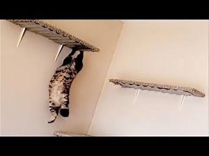 Cat Attempts Jump To High Shelf