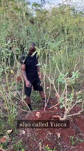 A staple in the Haitian🇭🇹 diet, Manioc🍠 also known as Yuca (Yucca) or Cassava, is one of the most versatile crops on earth 🌍. It is drought 💦 tolerant, can grow in just about any type of soil and unlike other root vegetables such as potatoes🥔 or 🥕, it can be left (stored) in ground for long periods of time without rotting. 🏥Manioc also provides many important nutrients🌱 such as starch and is a major source of fiber (aids digestion), carbs (great for weight gain)💪🏿 and calories. Its ve