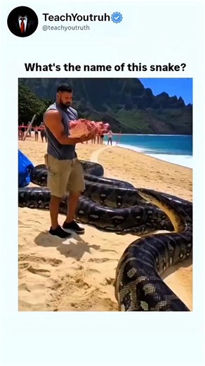 teachyoutruth on Instagram: "features a surreal beach scene where a massive, hyper-realistic anaconda-like snake emerges from the ocean or sand and casually interacts with people. It slithers toward sunbathers and tourists, who astonishingly feed it food (possibly snacks or fish), pet it, or stand nearby without panic-creating an absurd, almost friendly encounter with the enormous reptile amid a crowded tropical beach. The snake's movements are fluid and detailed, but the entire clip screams Al 