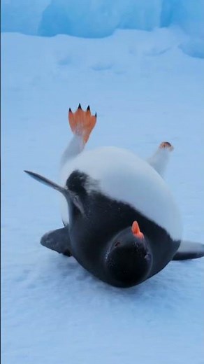 Gentoo Penguin's Epic Slide in Antarctica