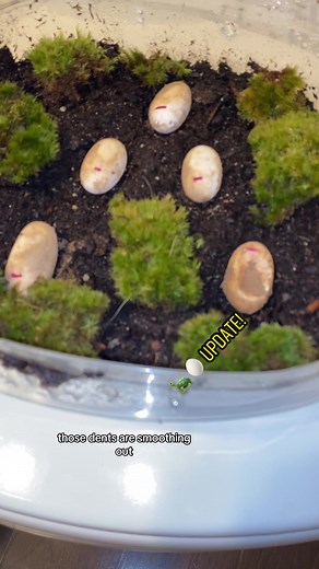 Checking on Box Turtle Eggs After 1 Week