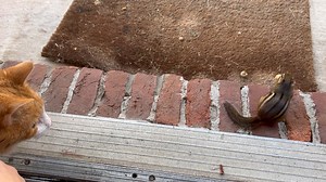 7.9K views · 804 reactions | That chipmunk looks tasty! #cat #catsofinstagram #catscatscats #catlovers #catlove #catlife #catlady #cute #cutenessoverload #cuteanimals #animal #animallover #fypシ゚ #catstagram #kitty #friends #bff | Butters | Facebook