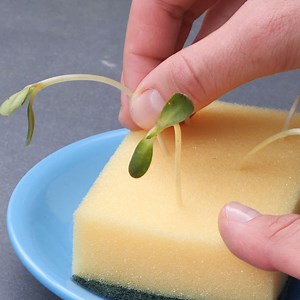 Brilliant Hacks With SEEDS! | Crafty Panda