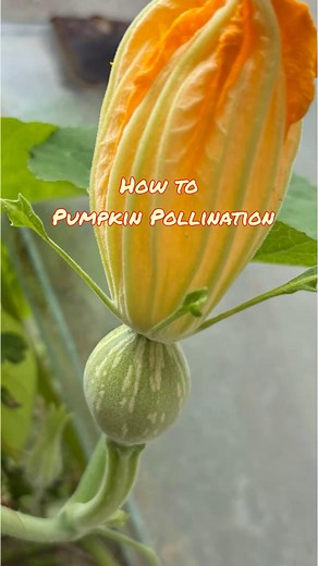 Hand Pollination on Pumpkin 🎃 #pumpkin #pollination #flowers | SY Garden