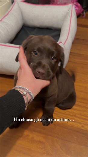 Labrador Retriever Puppy Care Tips