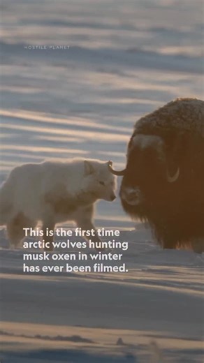Animal Watch TV 🐾 on Instagram: "Insane footage! The musk oxen’s strength lies in their unity, but even the tightest herd can be broken by a relentless pack of Arctic wolves. How Arctic wolves hunt musk oxen 🐺❄️ They don’t charge in blindly. Arctic wolves test, feint, and wait. Musk oxen form a defensive circle—horns out, calves protected. Wolves probe for weakness, trailing herds for hours or even days, letting exhaustion, deep snow, or panic do the work. They target the vulnerable: • calves