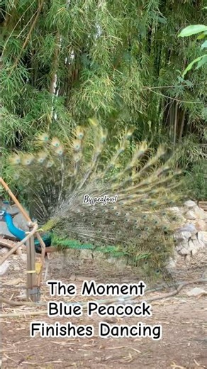 The Moment Blue Peacock Finishes Dancing #animallife #peacock #bluepeafowl #finish #dancing #awesome