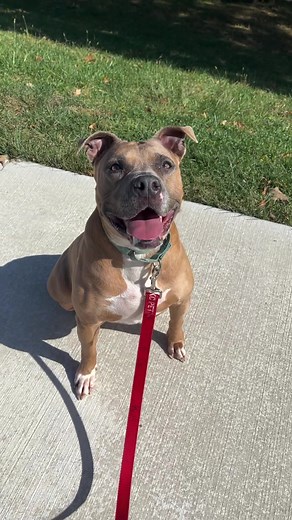 Learn more about Queen at KCPetProject.org/Adopt #animalshelter #shelterdog #kansascity