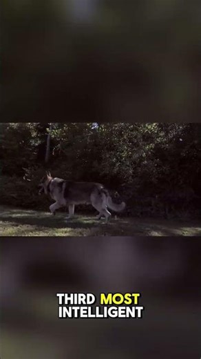 Did you know this about German Shepherds?