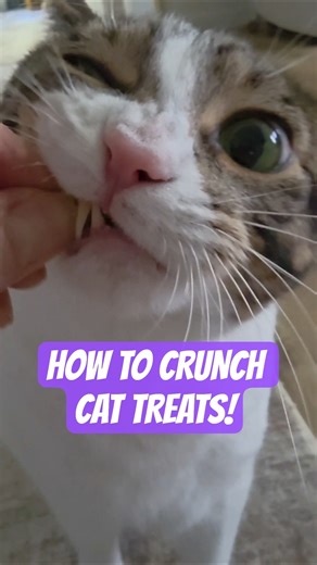 My Cat Will Do Karate For These Treats! 😲😮 #rawvegan #rawfoods