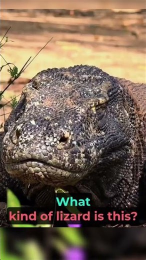 From dragons to ninjas—lizards come in all shapes and sizes! #shortsfeed #animals #shorts