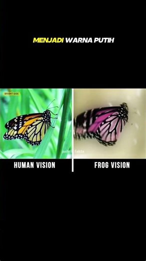 IT TURNS OUT THIS IS THE TYPE OF ANIMAL'S VISION OF THE WORLD #shorts #viral #fyp #reels #home