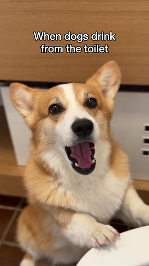 At least it’s filtered? #doglife #gross #fail