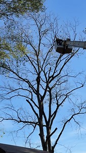 25 reactions | Before & After 諭 . . . Campbell’s Tree Service LLC — Family-owned, fully insured, and trusted: Shelby County, TX (& surrounding areas).  Call/Text: 936-572-1511 (Chase’s Cell) ☎️ Office: 936-598-8538  Email: campbellstreeservice2023@gmail.com  Or message us right here on Facebook!  campbellstreeservicellc.com  We now accept all major credit cards | Campbell’s Tree Service | Facebook