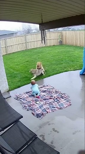 Family Dog Takes Down Coyote to Save Baby! 😱🐶