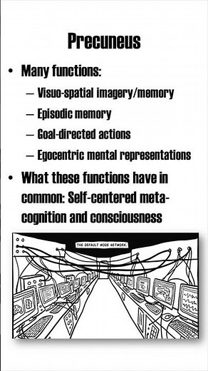 Precuneus