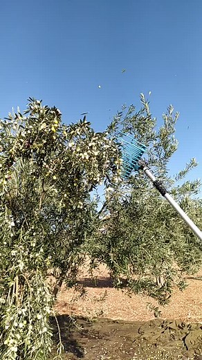 Effective Olive Tree Pruning Techniques for Beginners