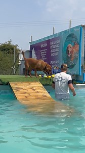 Labrador Hunter just loved his swim 🐾💕💦🇬🇧 | Canine Dip and Dive Maldon