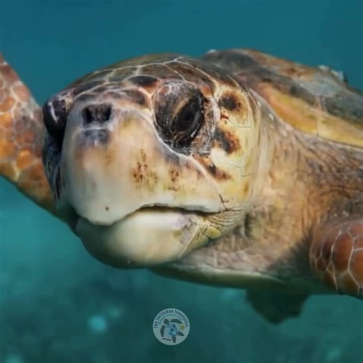 Strong, the one with the powerful jaw 💪🐢 Today’s spotlight is on the loggerhead sea turtle, famous for its massive head and incredibly strong beak. The Caretta caretta doesn’t have a delicate beak—it has one built to crush. Its powerful jaws allow it to break through crabs, shellfish, and hard-shelled mollusks, prey that many other sea turtles cannot eat. 🦀🐚 Every bite reflects millions of years of evolution, making this species a true guardian of balance in coastal and marine ecosystems. 🔬