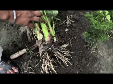 Unleash Your Green Thumb: Grow and Harvest Taro at Home! #organic #modern homstead #urban homestead 