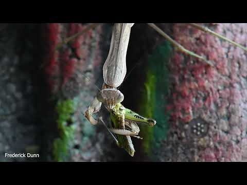 A large praying mantis catching and eating a grasshopper head to toe GRAPHIC