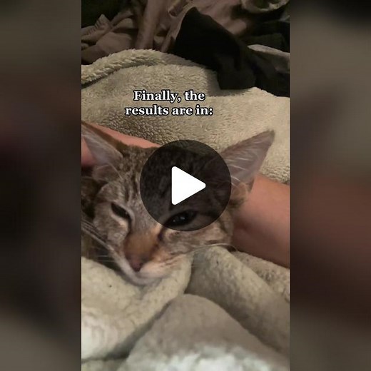 Understanding Feline Infectious Peritonitis in Cats