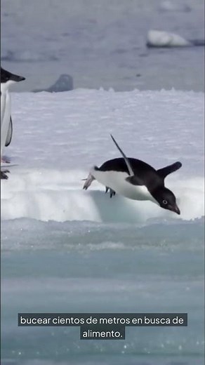 La vida secreta de los pingüinos