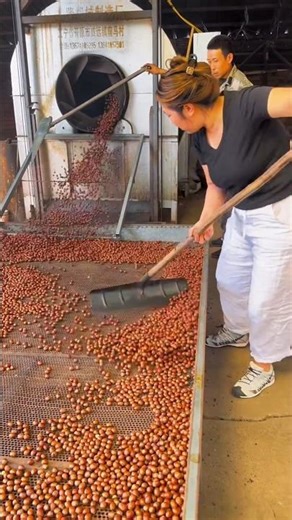 Hazelnut harvest activity #shorts #trending #hazelnut