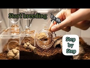 Beginner Ant Keeper? See What You Need To Do First! Your First Ant Colony | AntOnTop