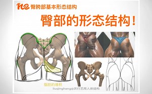 理解臀部的形态结构，臀胯部第四讲！