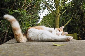 Hyperesthesia in Cats - Causes and Treatment of Feline Hyperesthesia Syndrome