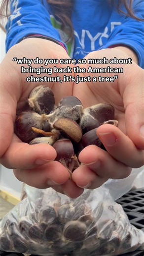 New York Restoration Project | Scientists estimate there were roughly 4 BILLION American chestnut trees in the Eastern United States before the blight hit in the early... | Instagram