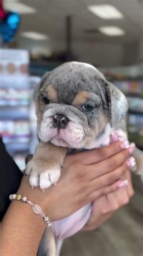 Cute French Bulldog Puppies🐾#short videos#FrenchBulldog