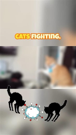 Cats Fighting in SLOW MOTION Are INSANE! 🐈