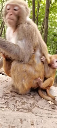 The Cutest Baby Monkeys in Action