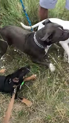 Pitt bull attacked bull terrier